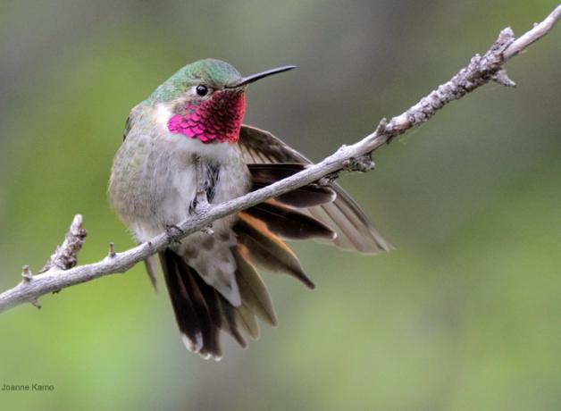Broad-tailed Hummingbird fanning its tail out while perched on a branch