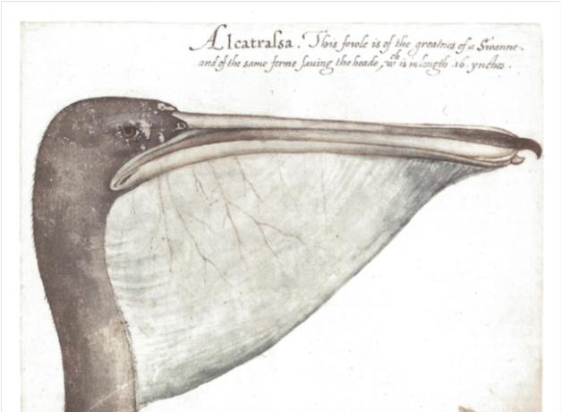 Brown Pelican, John White illustration