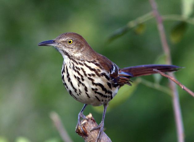 Brown Thrasher