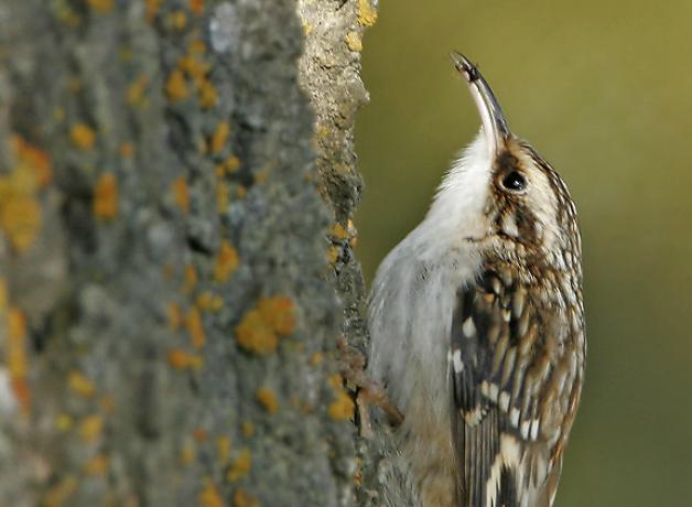 Brown Creeper