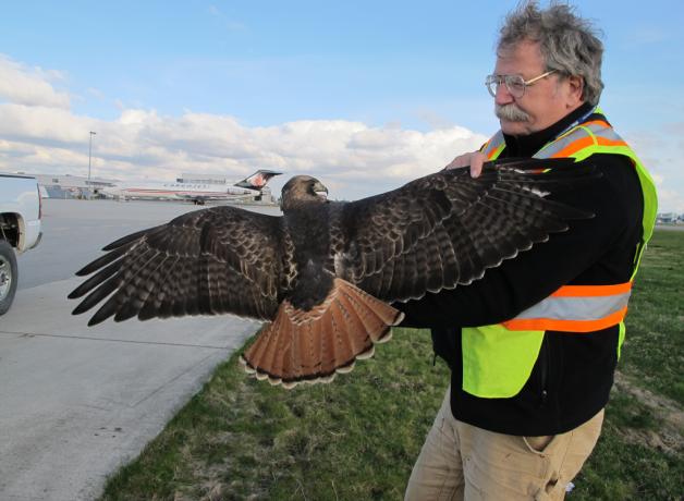 Bud Anderson helping safely remove a Red-tailed Hawk from airport area