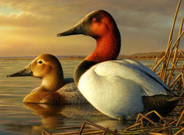 Canvasback Ducks on duck stamp