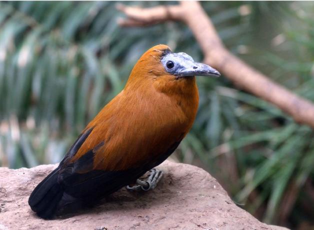 Capuchinbird