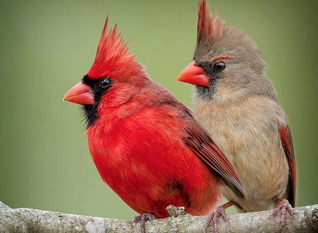 Northern Cardinals, male and female 