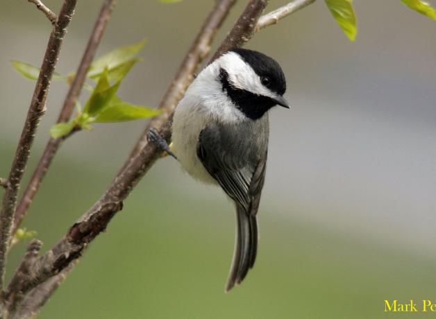 Carolina Chickadee