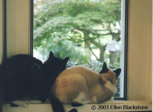 Cats indoors enjoy viewing the outdoors