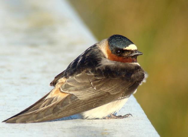 Cliff Swallow