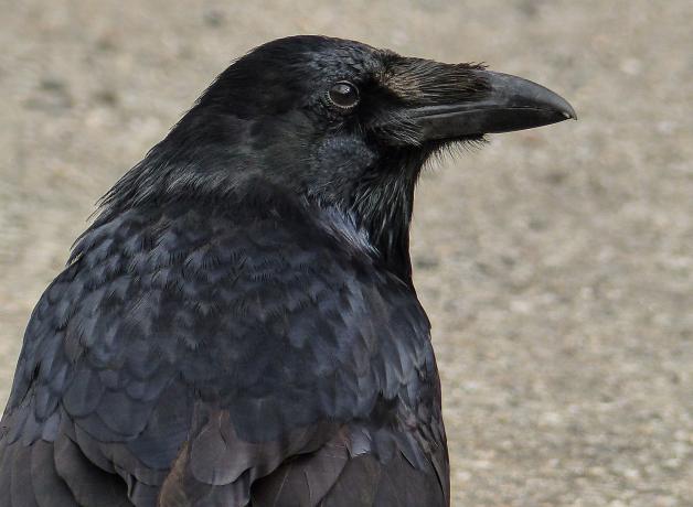 Common Raven