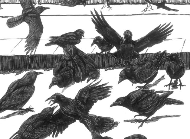Crows at a crow funeral - illustration by Tony Angell
