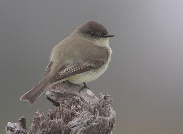 Eastern Phoebe