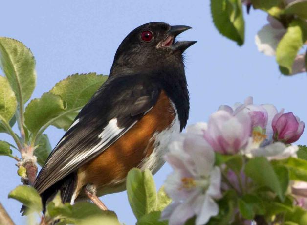 Eastern Towhee singing