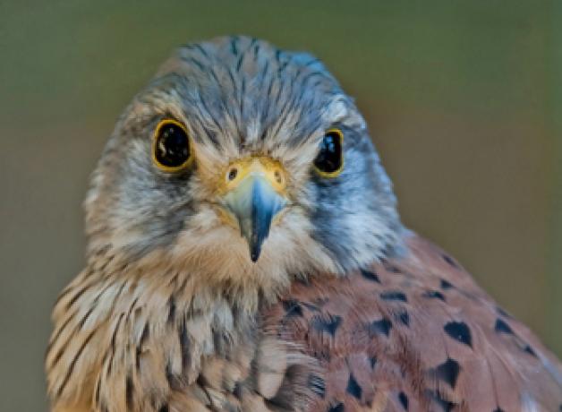 Eurasian Kestrel