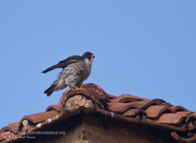 Peregrine Falcon