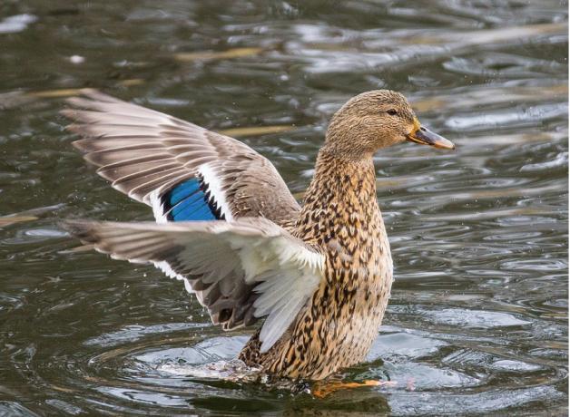 Female Mallard Duck