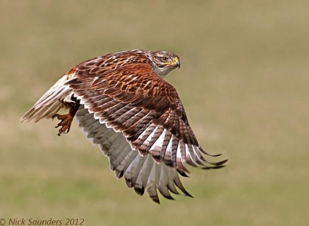 Ferruginous Hawk