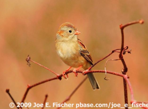Field Sparrow