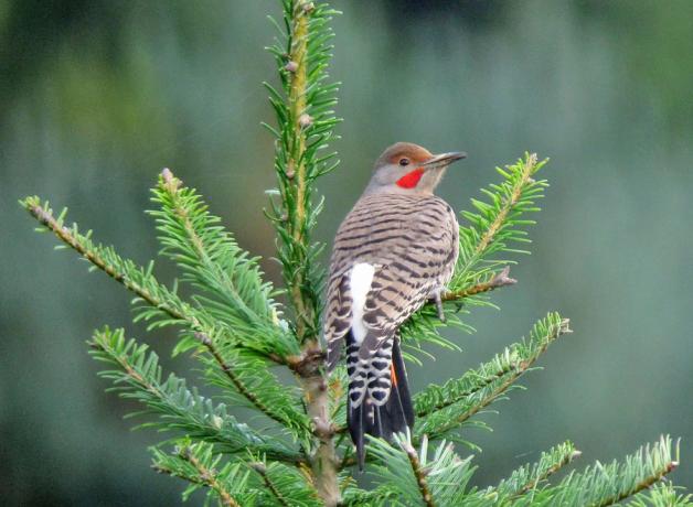 Flicker showing white in rump