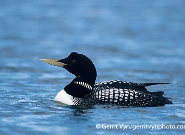 Yellow-billed Loon in breeding plumage