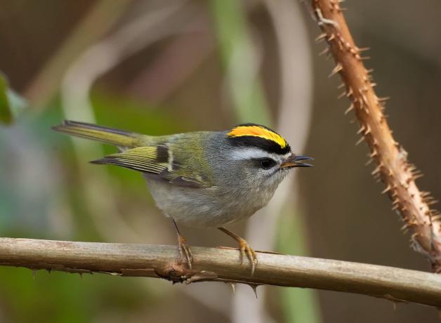 Golden-crowned Kinglet