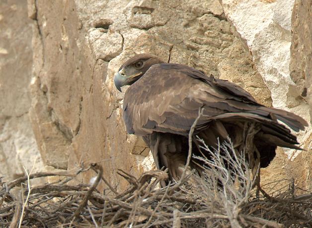 Golden Eagle at nest