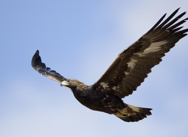 Golden Eagle. long tail and small head helps with ID