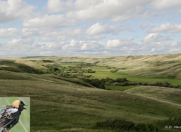 Grasslands of Saskatchewan