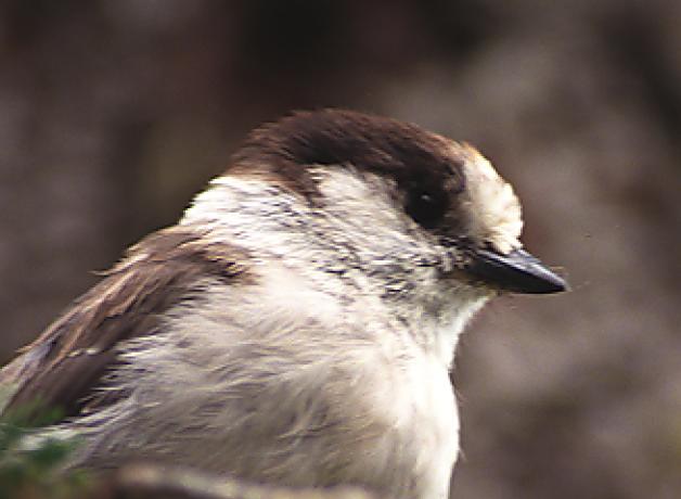 Gray Jay