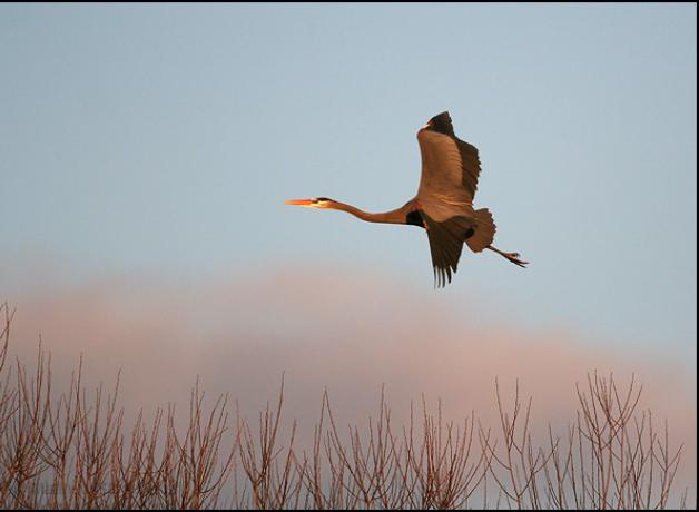 Great Blue Heron in rosy light