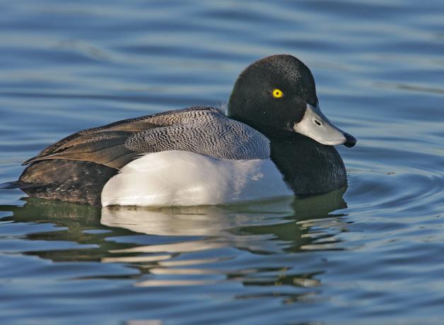 Greater Scaup, aka "Broadbills"