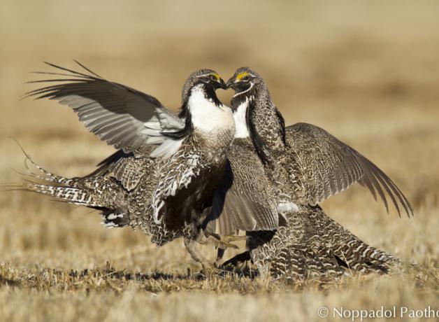 Gunnison Sage-Grouse on display ground