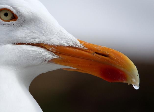 Herring Gull