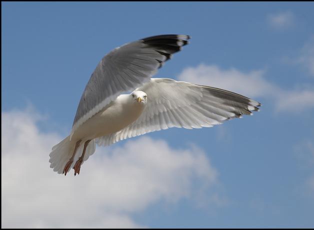 Herring Gull hovering