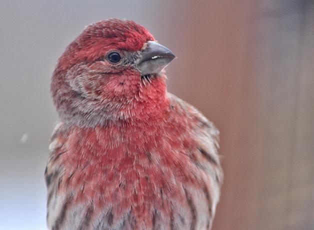 Male House Finch in close-up