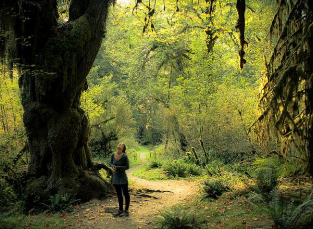 Hoh River Valley, Olympic National Park