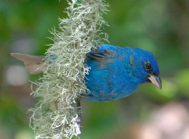 Indigo Bunting