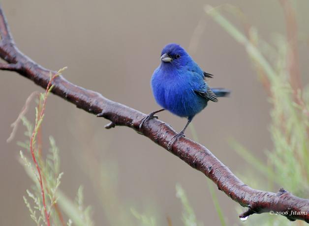 Indigo Bunting showing its vivid blue plumage, pale wide beak and dark legs as it stands on a wet branch.
