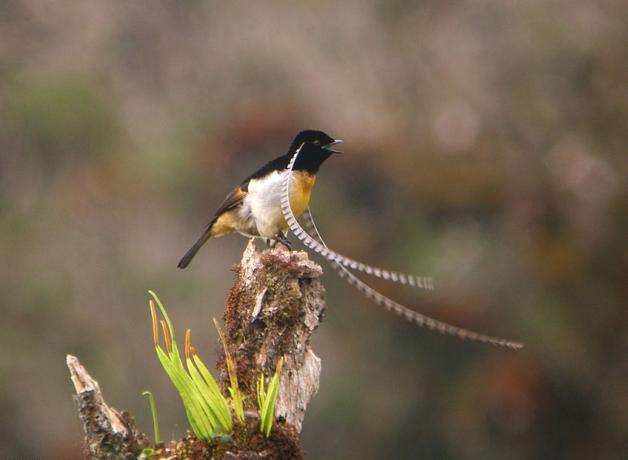 King of Saxony Bird-of-Paradise