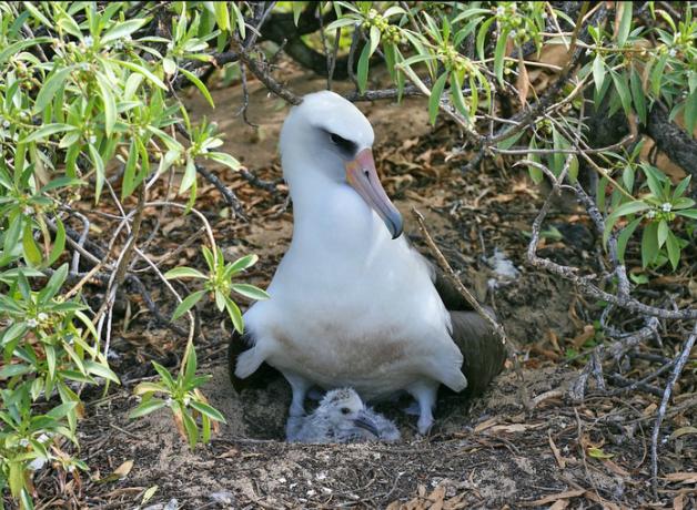 Laysan Albatross and chick