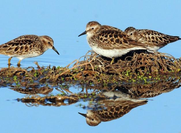 Least Sandpipers on wetland habitat