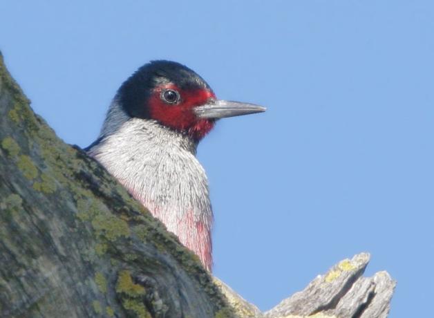 Improving the Lives of Birds