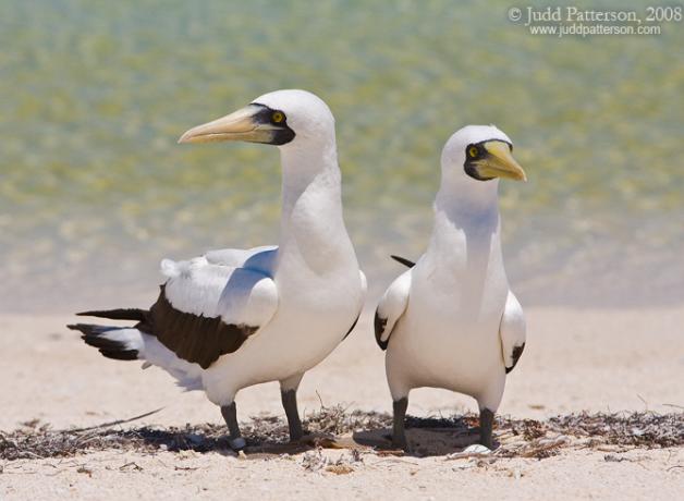 Masked Booby pair