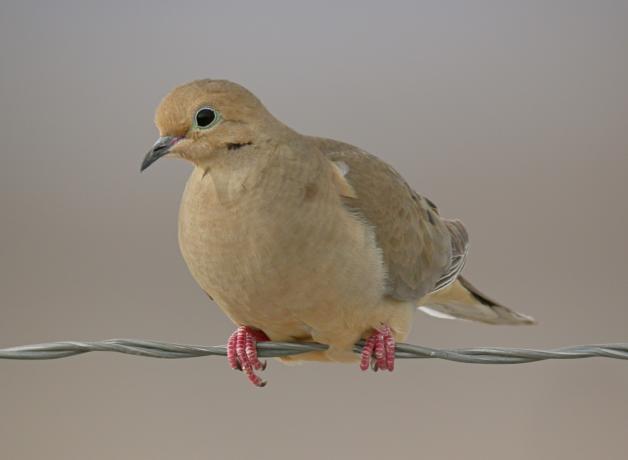 Mourning Dove