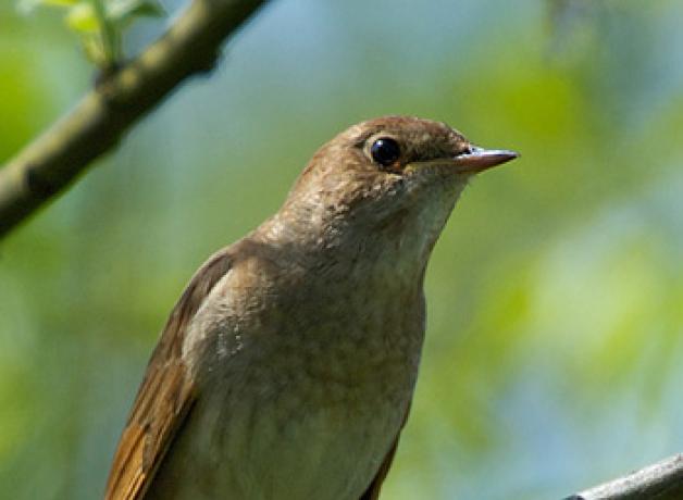 Nightingale perched on branch