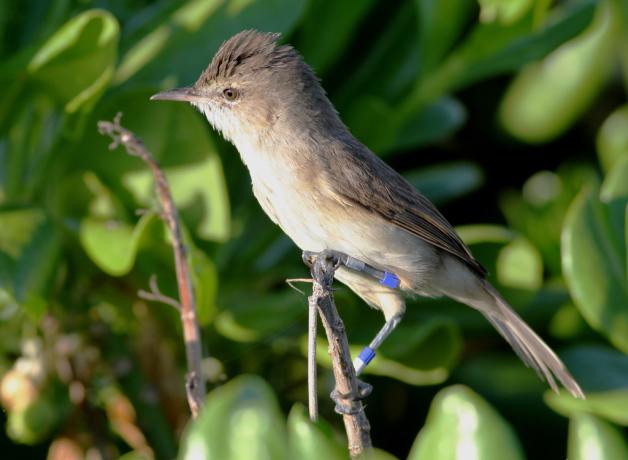 Nihoan Millerbird