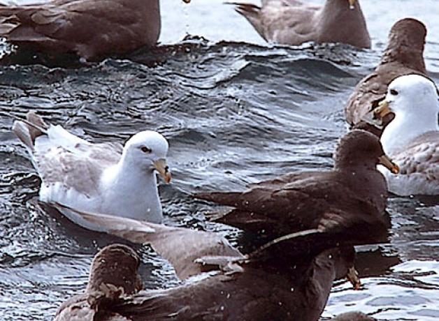 Northern Fulmars