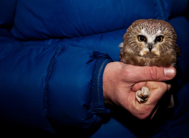Saw-whet Owl