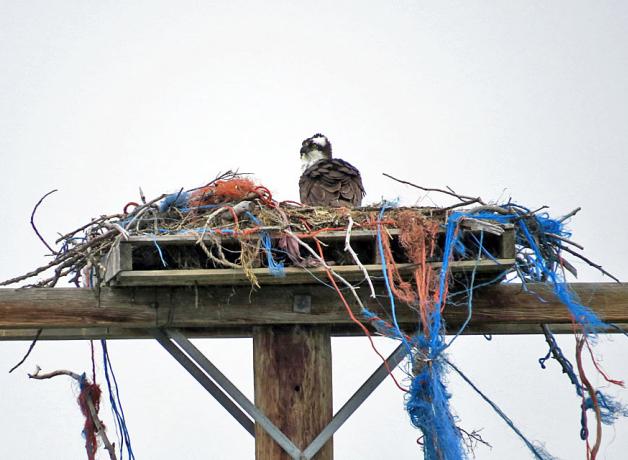 Osprey nest on power pole