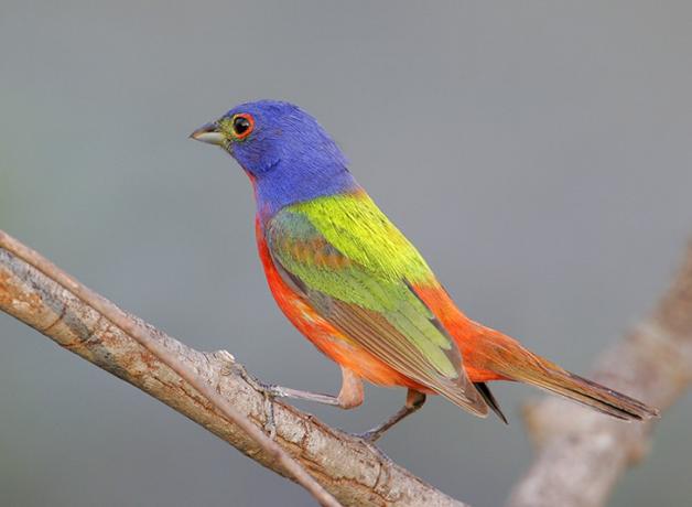Painted Bunting