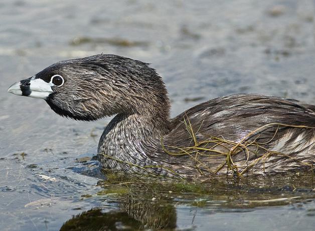 Pied-billed Grebe