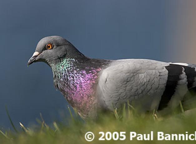 Rock Pigeon